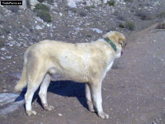 Foto del perro Boby