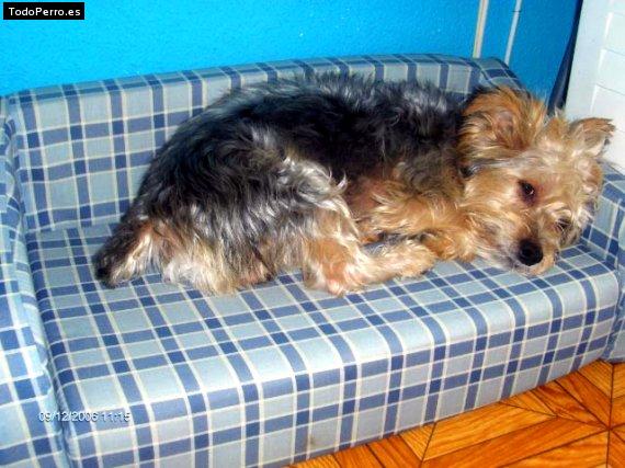 Foto del perro Simba