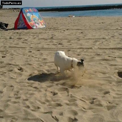 Foto del perro Luna