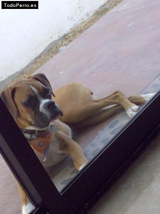 Foto del perro Hanna