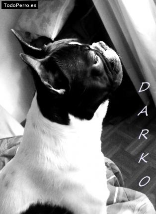 Foto del perro Darko