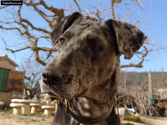 Foto del perro Tona