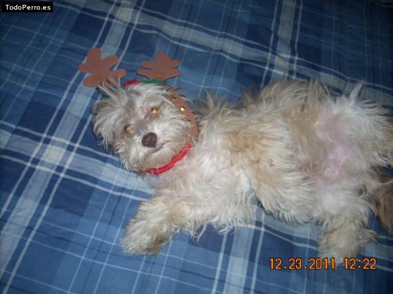 La foto del perro