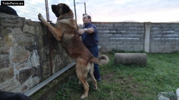 Foto del perro Atila de basillón