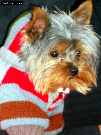 Foto del perro Cooper