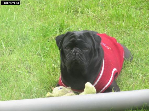 Foto del perro Polo