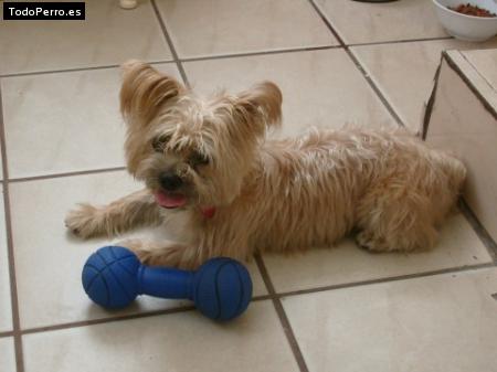 Foto del perro Rocky