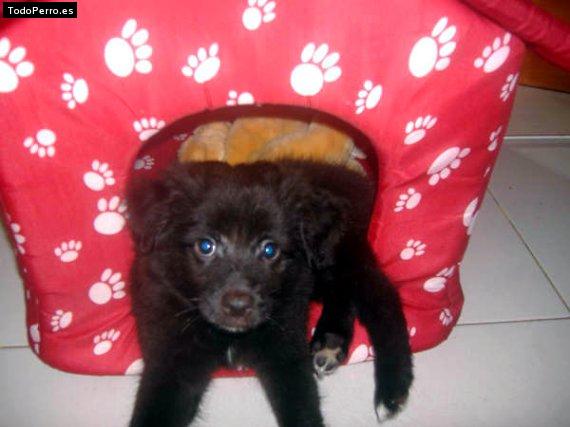 Foto del perro Nene