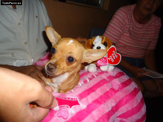 Foto del perro Minnie