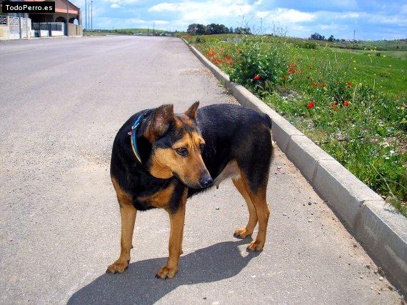 Foto del perro Lola