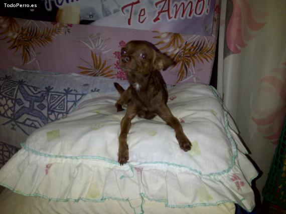 Foto del perro Rocky