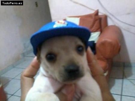 Foto del perro Papi junior