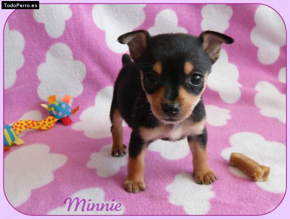 Foto del perro Minnie