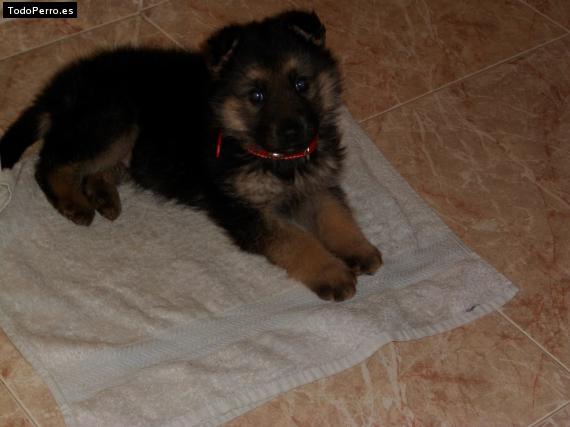 Foto del perro Elvis
