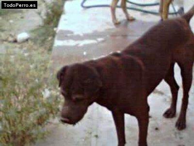 Foto del perro Blacky