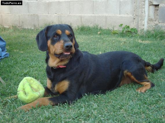 Foto del perro Morena