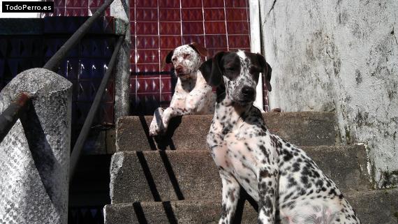 Foto del perro Daga y lúa