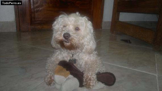 Foto del perro Brandy jose