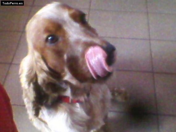 Foto del perro Buffy