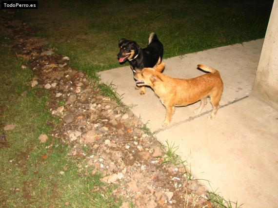 Foto del perro Maxi y luli