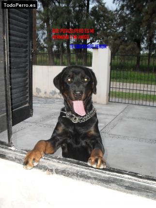 Foto del perro Venom