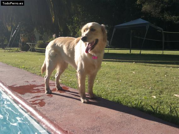 Foto del perro Alondra