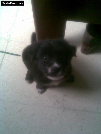 Foto del perro Mickey