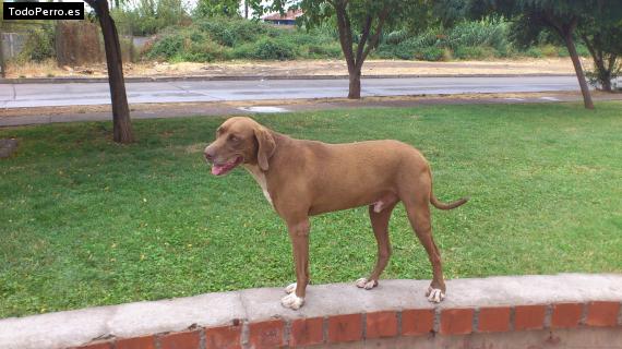 Foto del perro Pituco