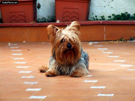 Foto del perro Baloo
