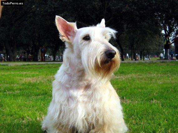 Foto del perro Cayetana