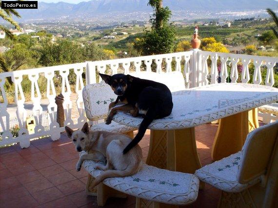 Foto del perro Rufo y mina