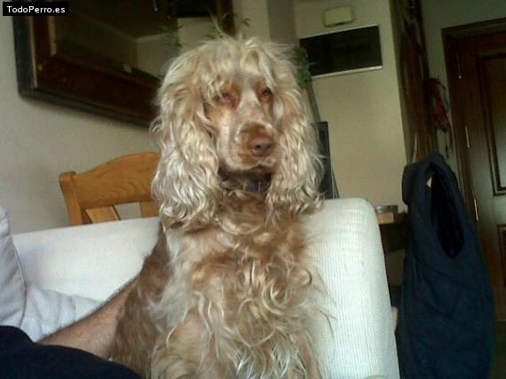 La foto del perro