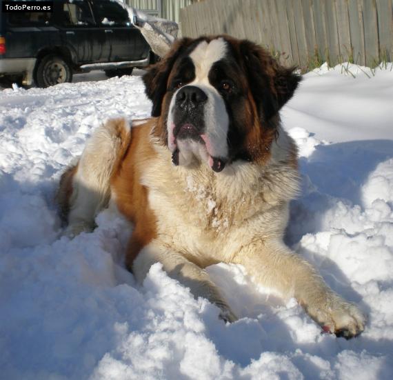 Foto del perro Drako