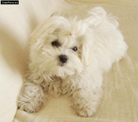 Foto del perro Elvis