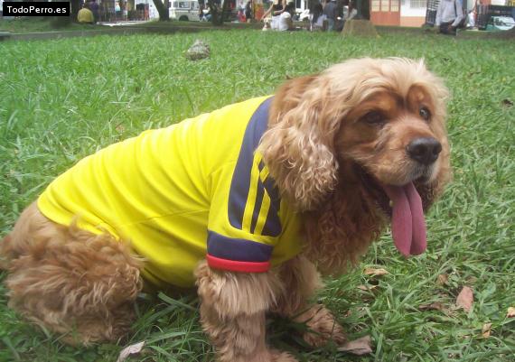 Foto del perro Niño