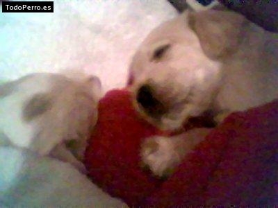 Foto del perro Jona