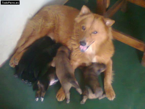 Foto del perro Leona y sus bebes