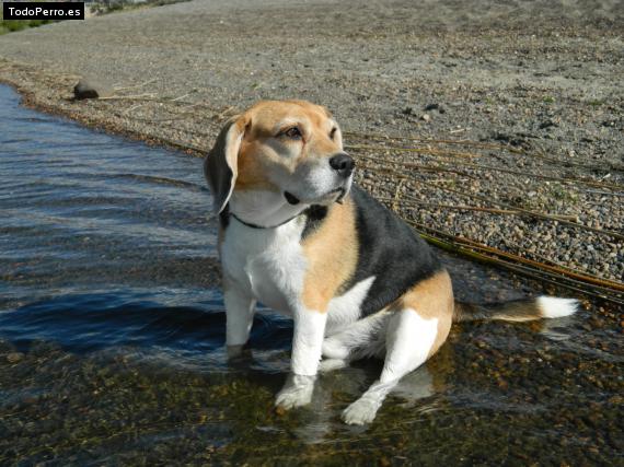 Foto del perro Boris