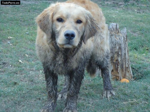 Foto del perro Kiara