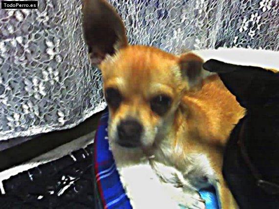 Foto del perro Napito