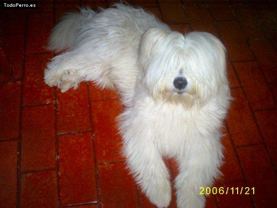 Foto del perro Toby