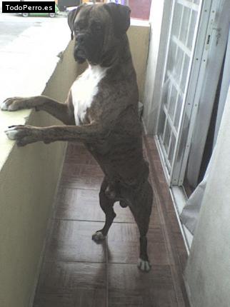 Foto del perro Hercules