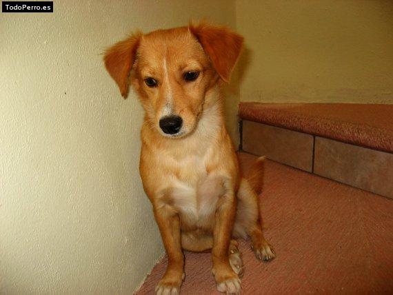 Foto del perro Bambi