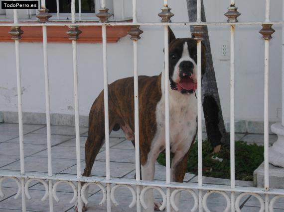 Foto del perro Barack