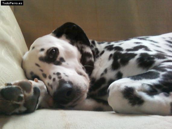 Foto del perro Chucho