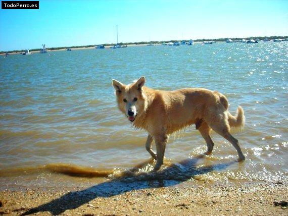 Foto del perro Bull