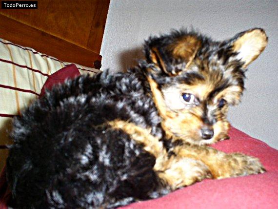 Foto del perro Hammy
