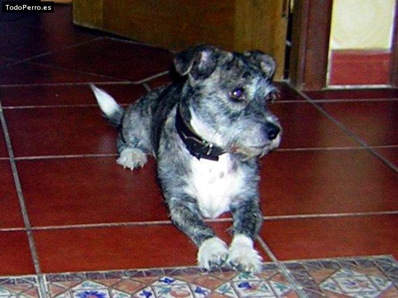 Foto del perro Theo