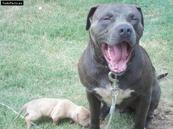 Foto del perro Papy