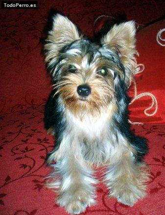 Foto del perro Sazira